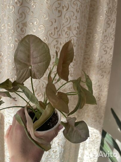 Сингониум 6 сортов, роули, коллизия роз и зел