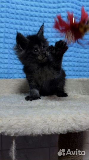 Котенок мейкун