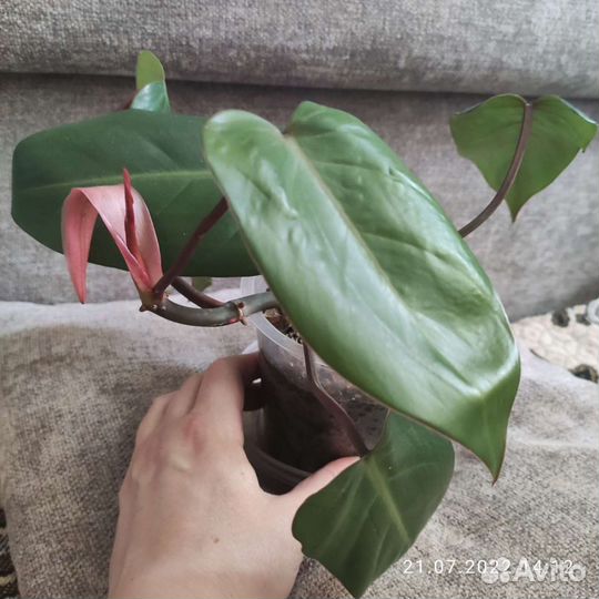 Филодендрон