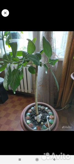 Комнатные цветы