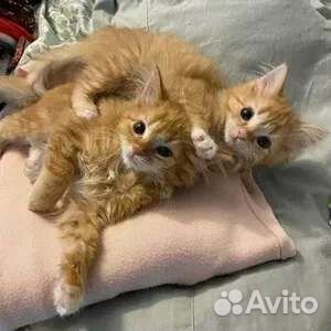 Сибирские рыжики