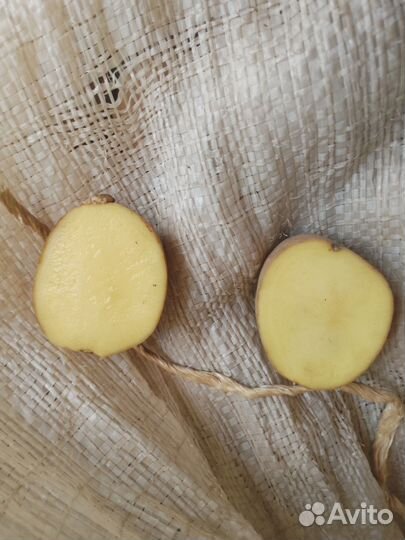 Семенной картофель Санэте