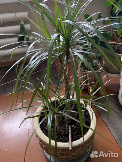 Драцена,сингониум,хойя