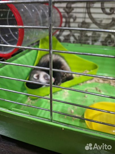 Продаётся хорек