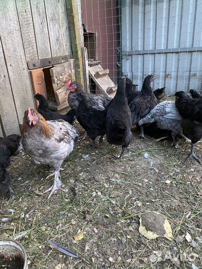 Цыплята кучинские юбилейные, петушки