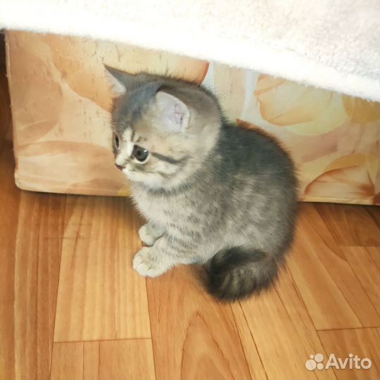 Шотландские котята