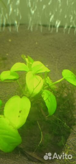 Аквариумные растения