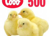 Цыплята бройлера Кобб 500