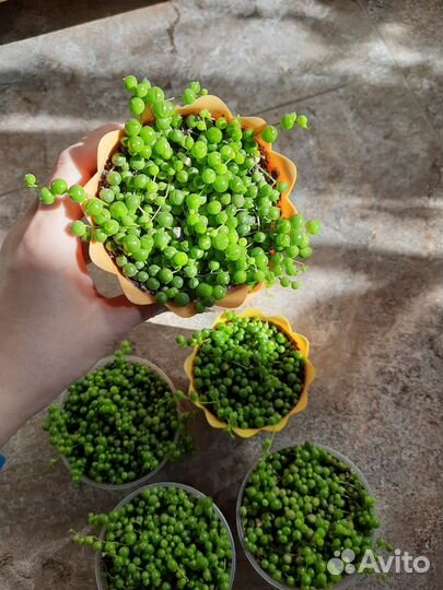 Крестовник роули