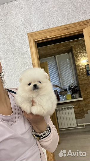 Померанский шпиц крошка на ладошке