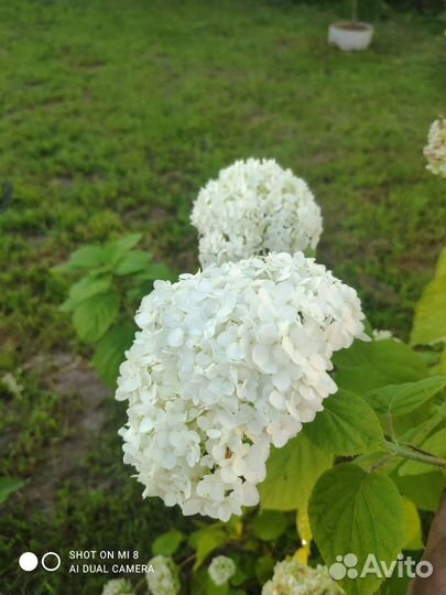 Садовые растения