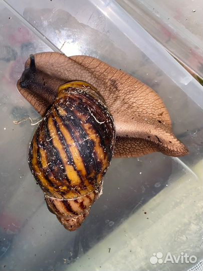 Улитка архахатина маргината сутуралис/ овум