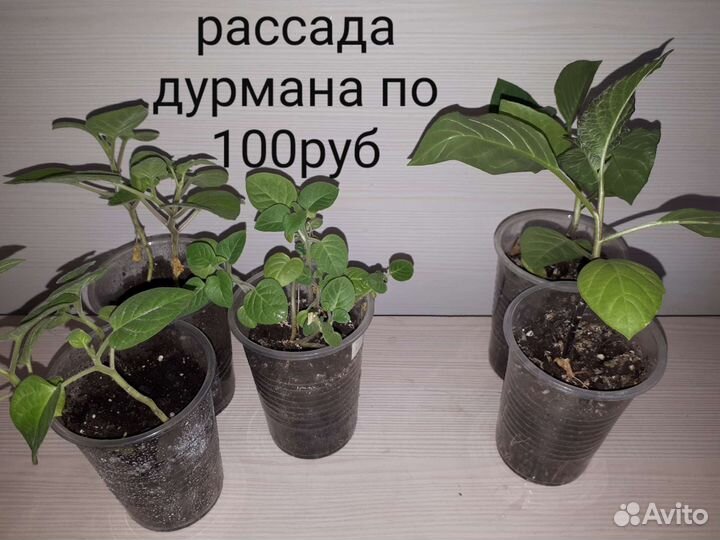 Монстера, бегония, подставка под цветы,аморфофалус