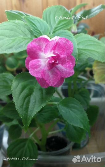 Бальзамин Stardust Pink