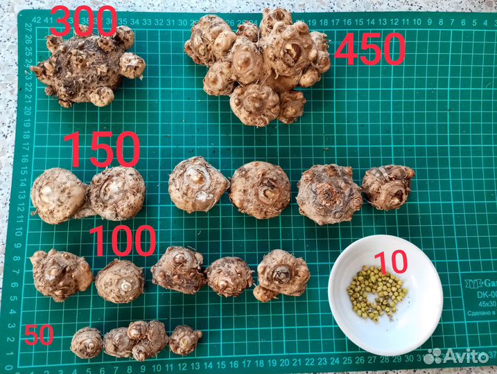 Клубни Калл и семена