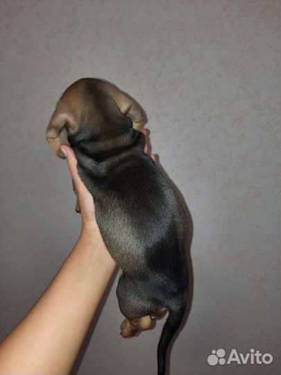 Такса
