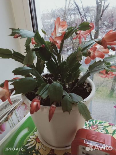 Декабрист