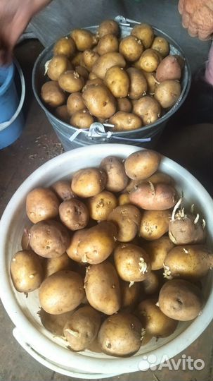 Семенной картофель