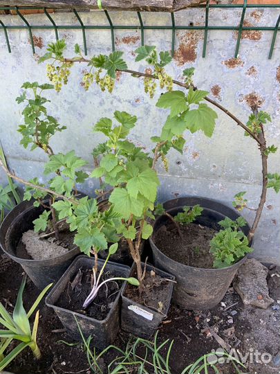 Смородина красная, черная