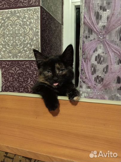 Котенок в дар бесплатно