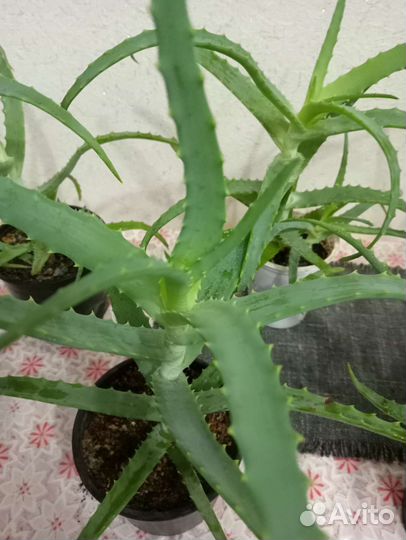 Алоэ лечебный молодой