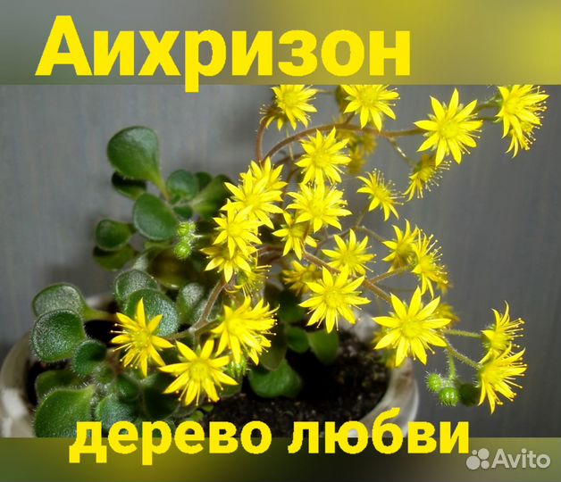 Аихризон / дерево Любви