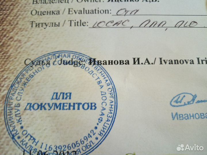 Вязка немецкий шпиц малый