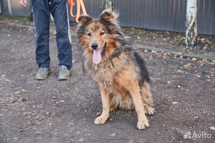 Большой пес Лëва в добрые руки