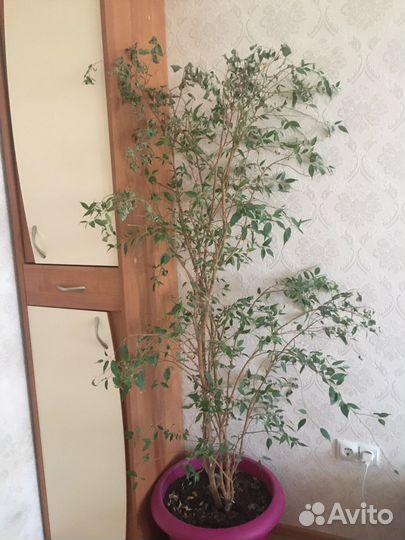 Фикус