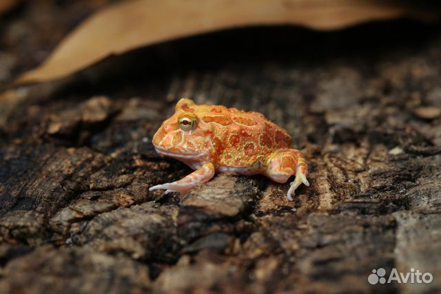 Лягушка рогатка