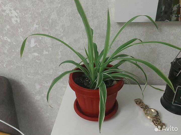 Хлорофитум