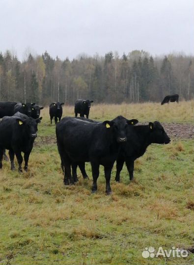 Телки абердин ангус