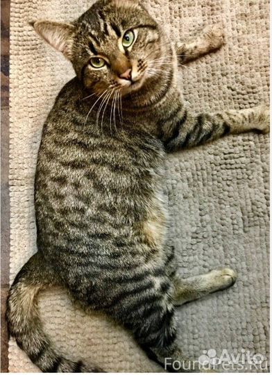 Кот бесплатно в добрые руки