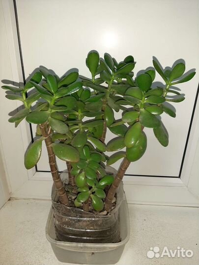 Толстянка 5шт 3года