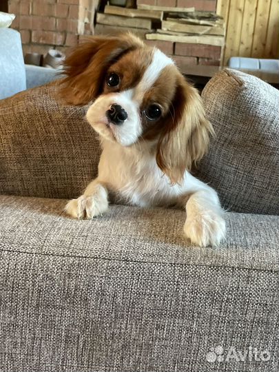 Щенок-девочка кавалер кинг чарльз спаниель