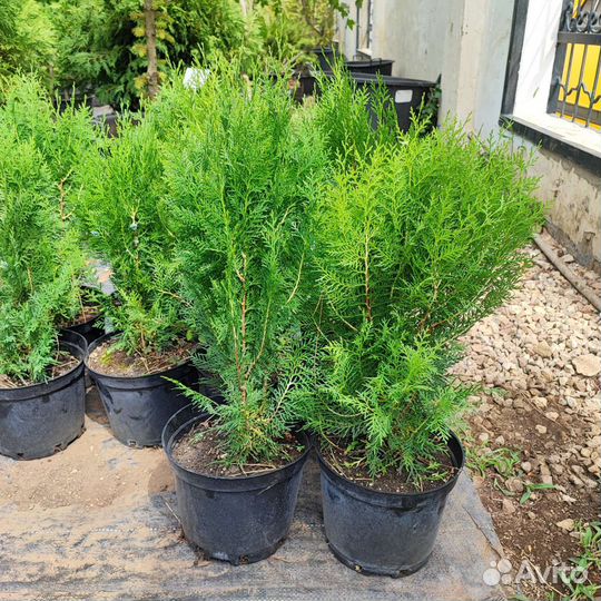 Туя биота плосковеточник