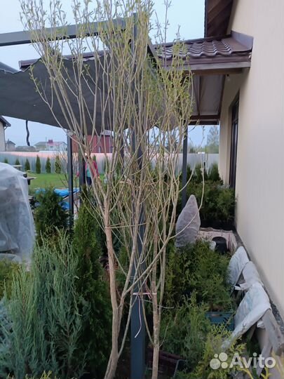 Ива шаровидная