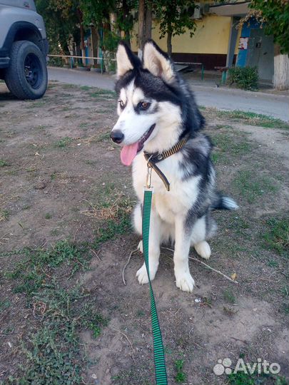 Отдам щенка хаски 6 месяцев в добрые руки