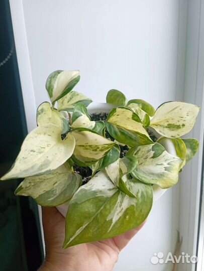 Эпипремнум, филодендрон