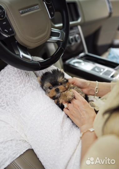 Йоркширский терьер микро размер