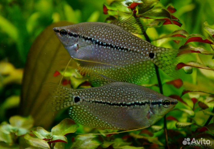 Аквариумные рыбки, улитки и растения