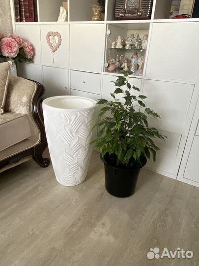 Фикус, 116 см