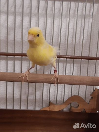Канарейка породы Роллер