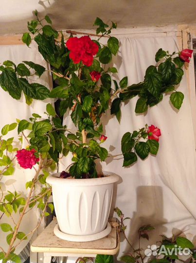 Гибискус махровый красный