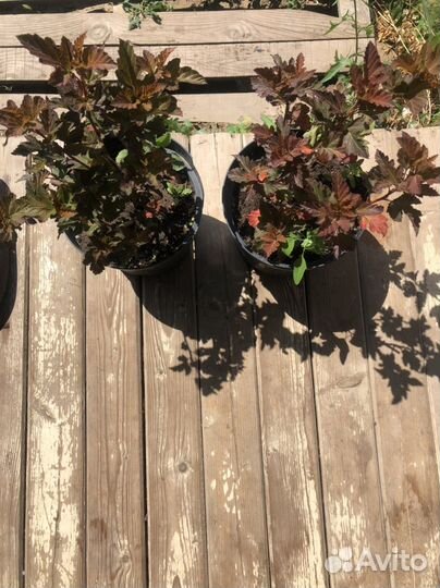 Пузыреплодник Амбер