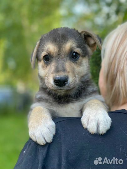 Щенки 2 месяца девочки