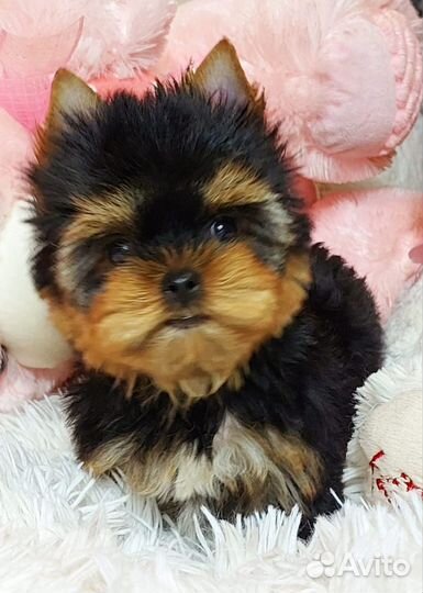 Йоркширский терьер Мини Принцесса