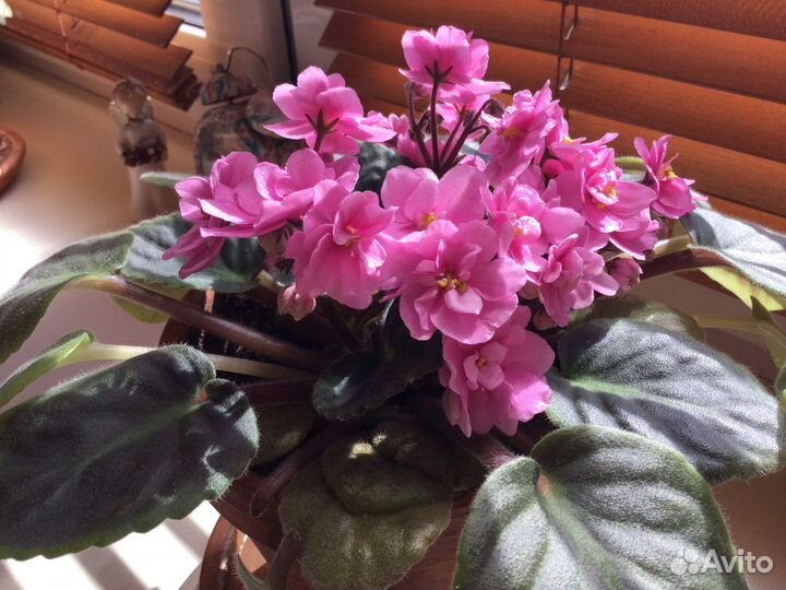 Хлорофитум.Фиалка.Садовый тройник