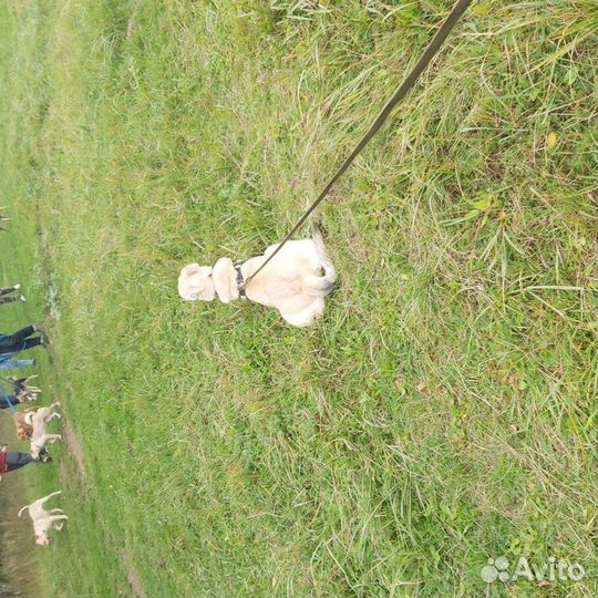 Адель в добрые руки