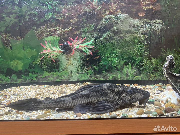 Сом анциструс